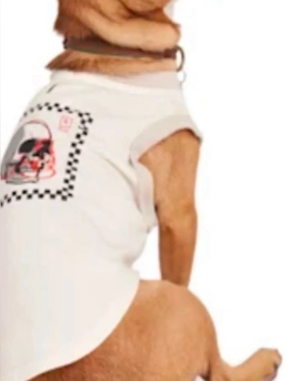 Reddy skull dog